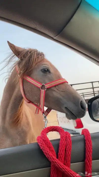مهر 2
