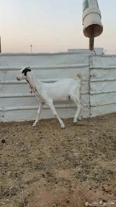 ماعز مشاريك 6