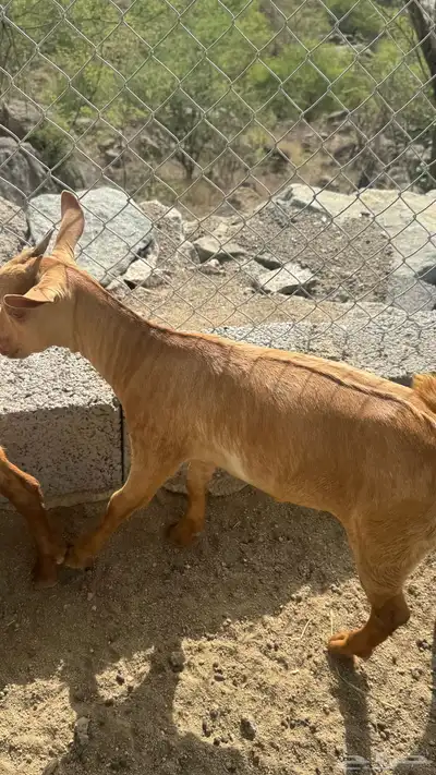فران و تيوس صغار للبيع الداير بني مالك 0