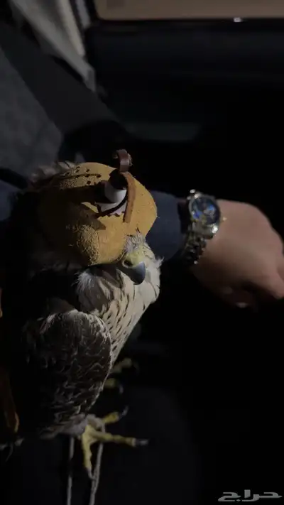 أبيلي طير حر شيهانه جير 0