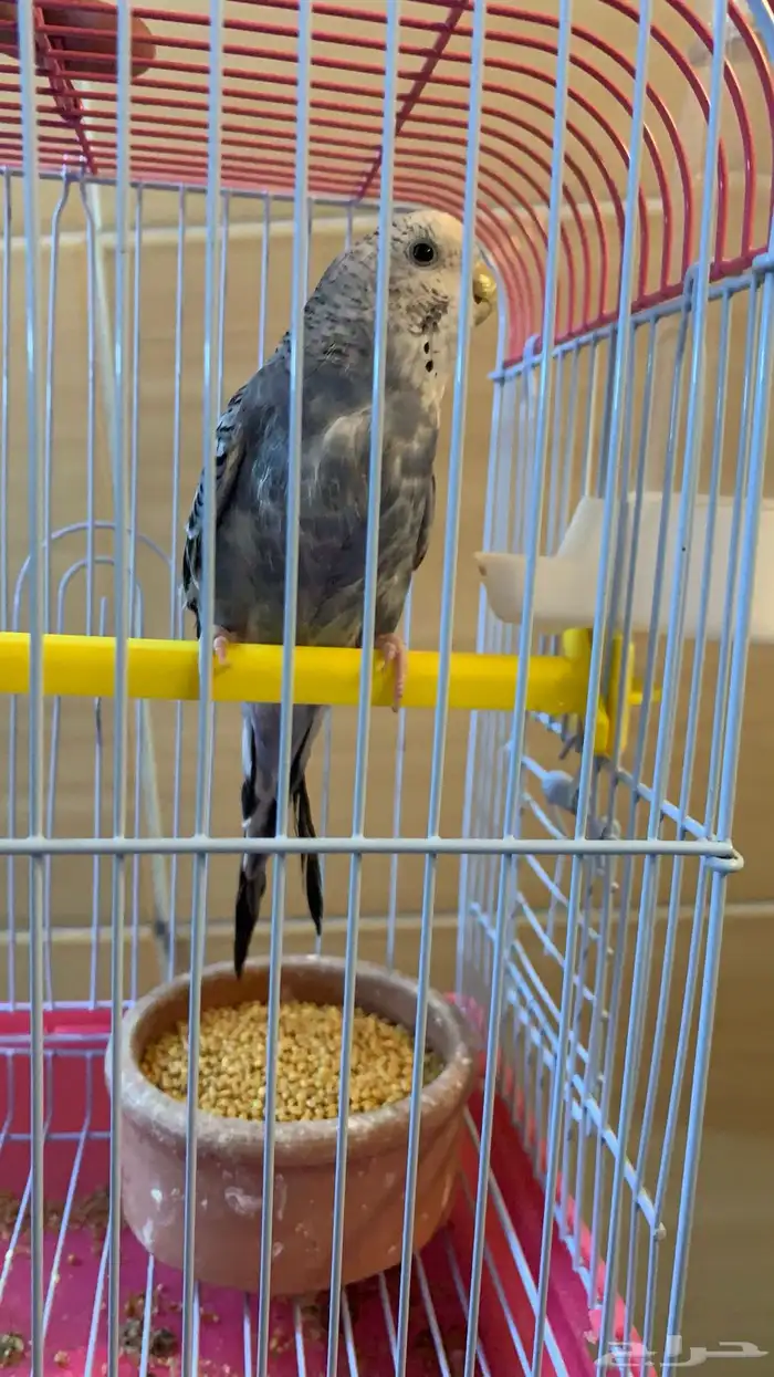 انتثى طير حب منتجه للبيع 3