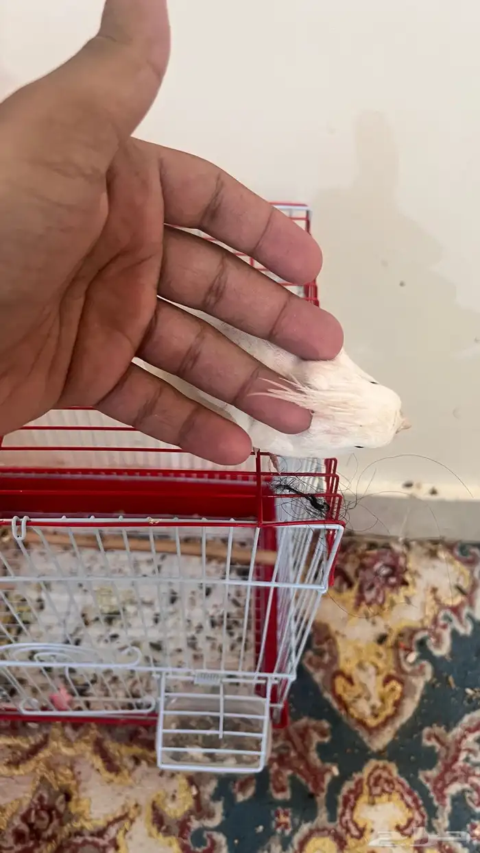 كوكتيل البينو 1