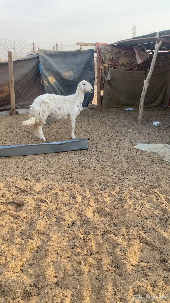 خروف ورخل كفو ذبح ولا مقنوي 0