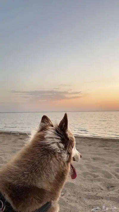 كلبه مالموت وهاسكي 2