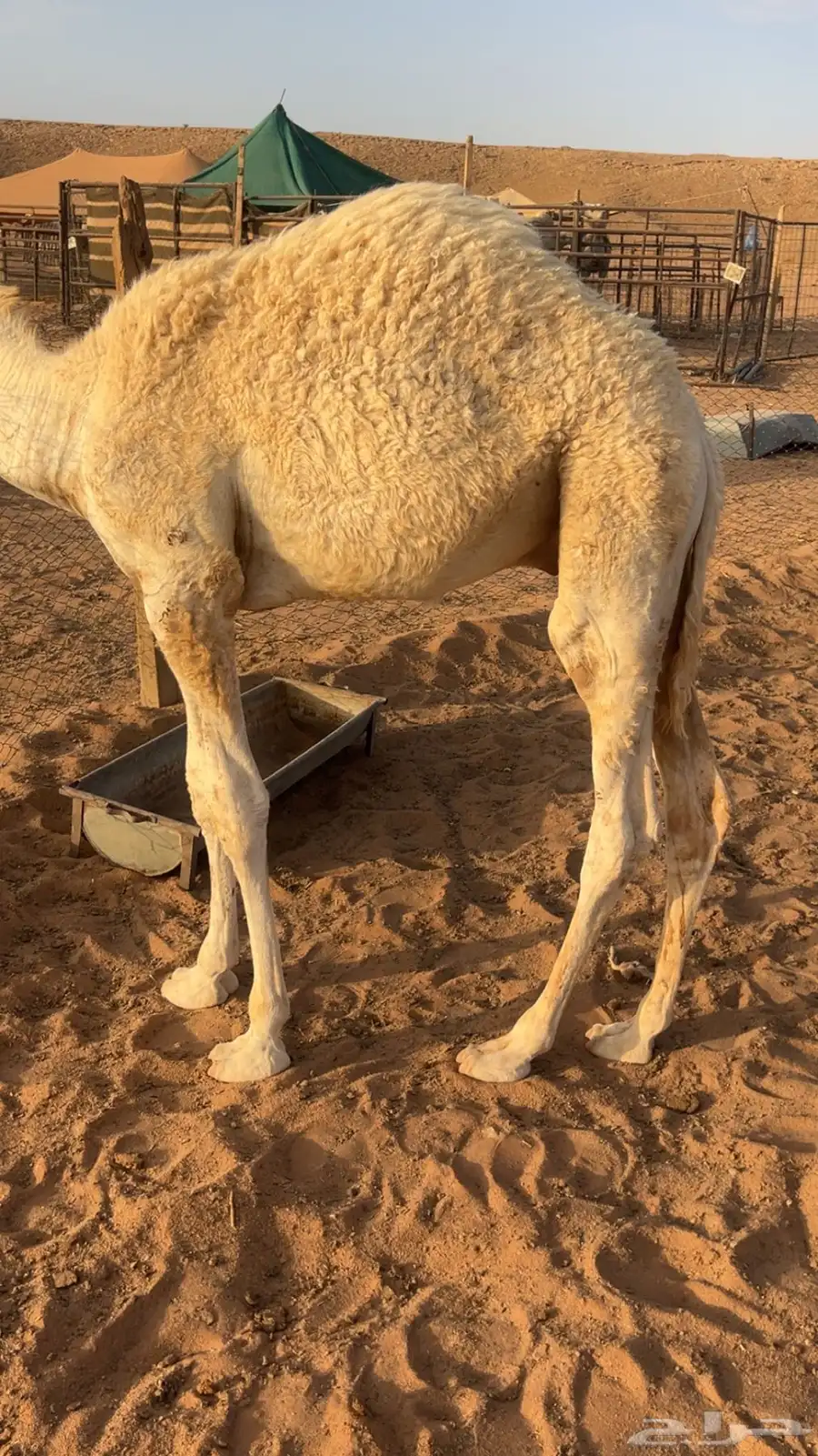 قعود ابو خمسه شهور index