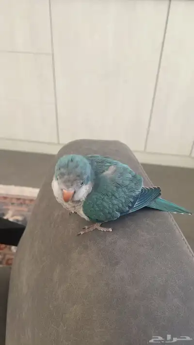 ببغاء كويكر 1