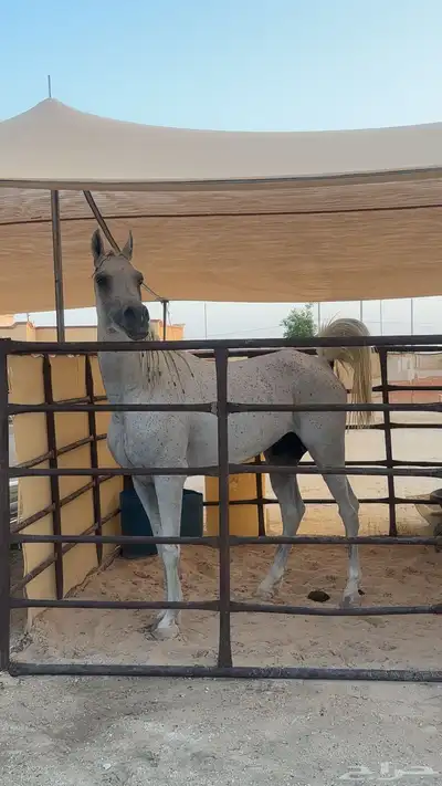 السلام عليكم اعرض لكم حصان واهو 0