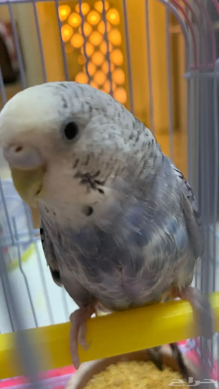 انتثى طير حب منتجه للبيع 0