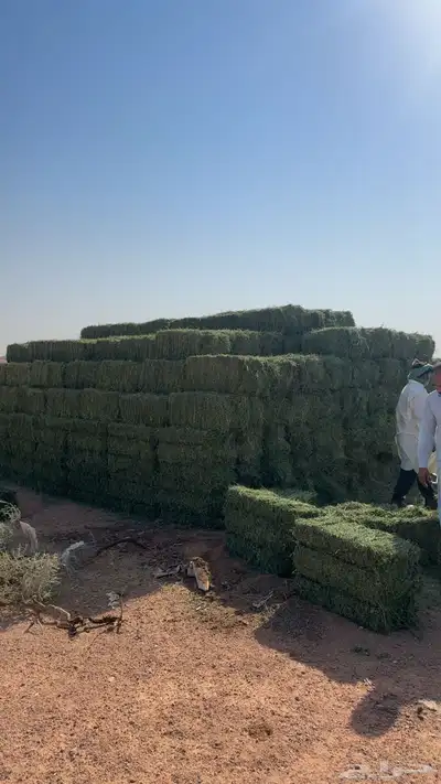 برسيم صافي ورق عود ناعم شرط شد 75 يزود   وينقص قليل جدا 2