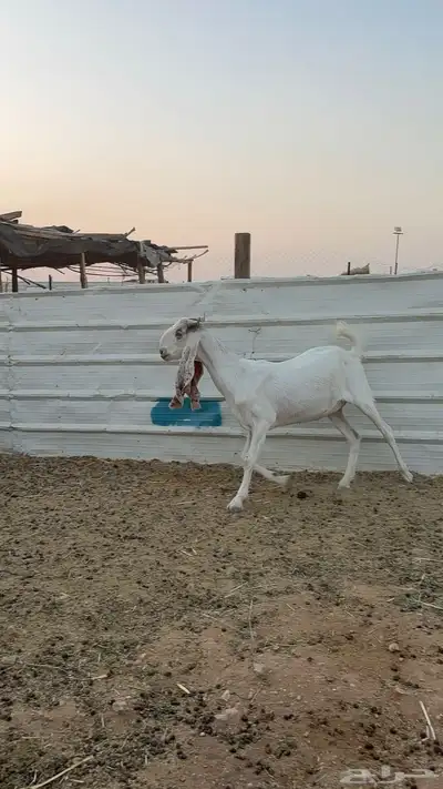 ماعز مشاريك 1
