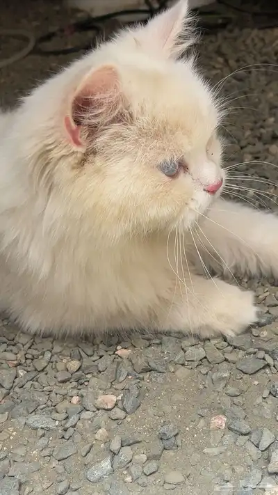 بسه أو قطوه منزليه للبيع 3