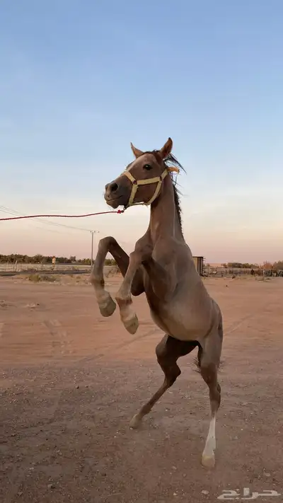 مهر للبيع العمر سنه وشهرين 2