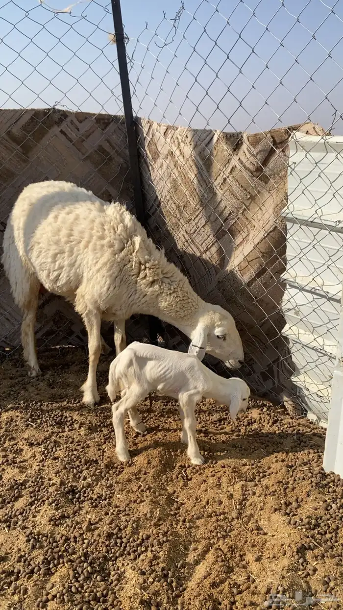 رخل تحتها رخل 2