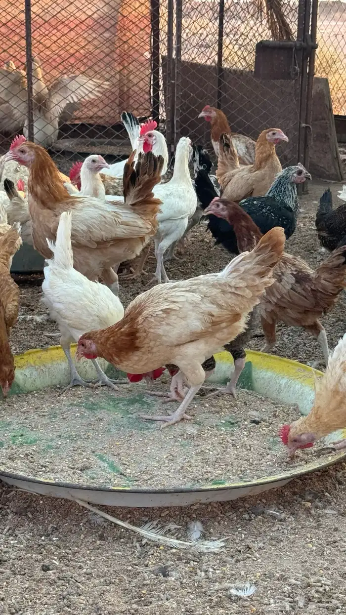دواجن الديره 2