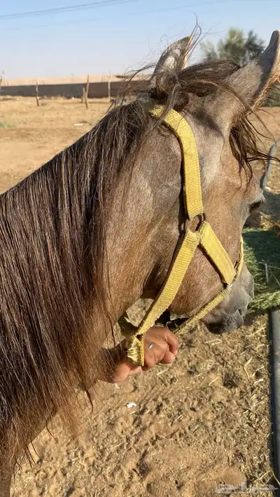 مهر للبيع العمر سنه وشهرين 1