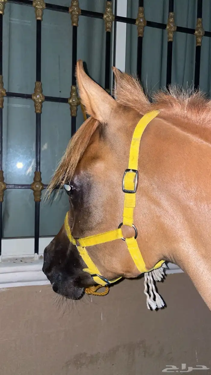 مهر كفو للبيع 1