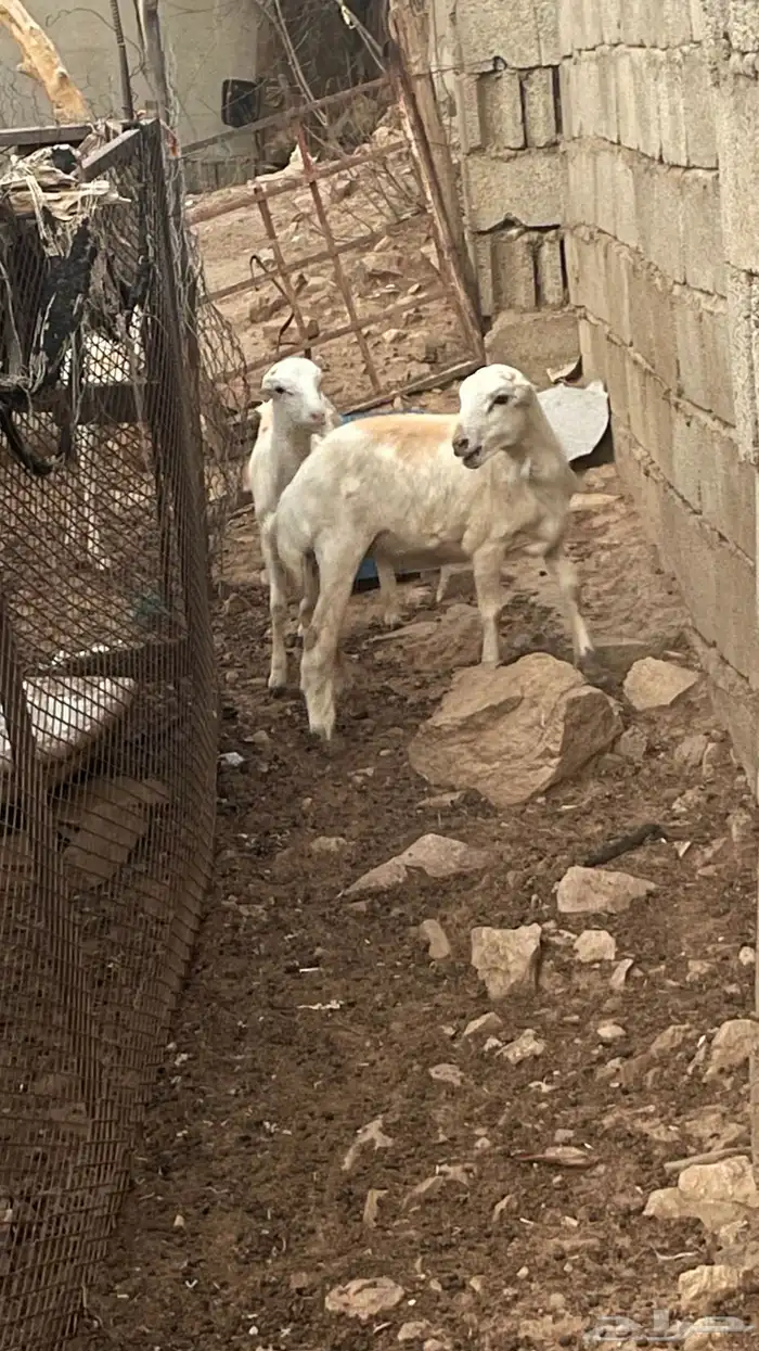 ماشاء الله تبارك الله 2فران تربيه على السوم 4