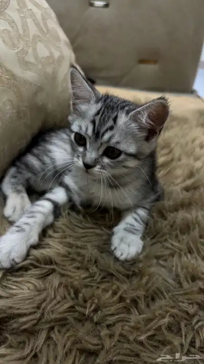 قط   .. 0