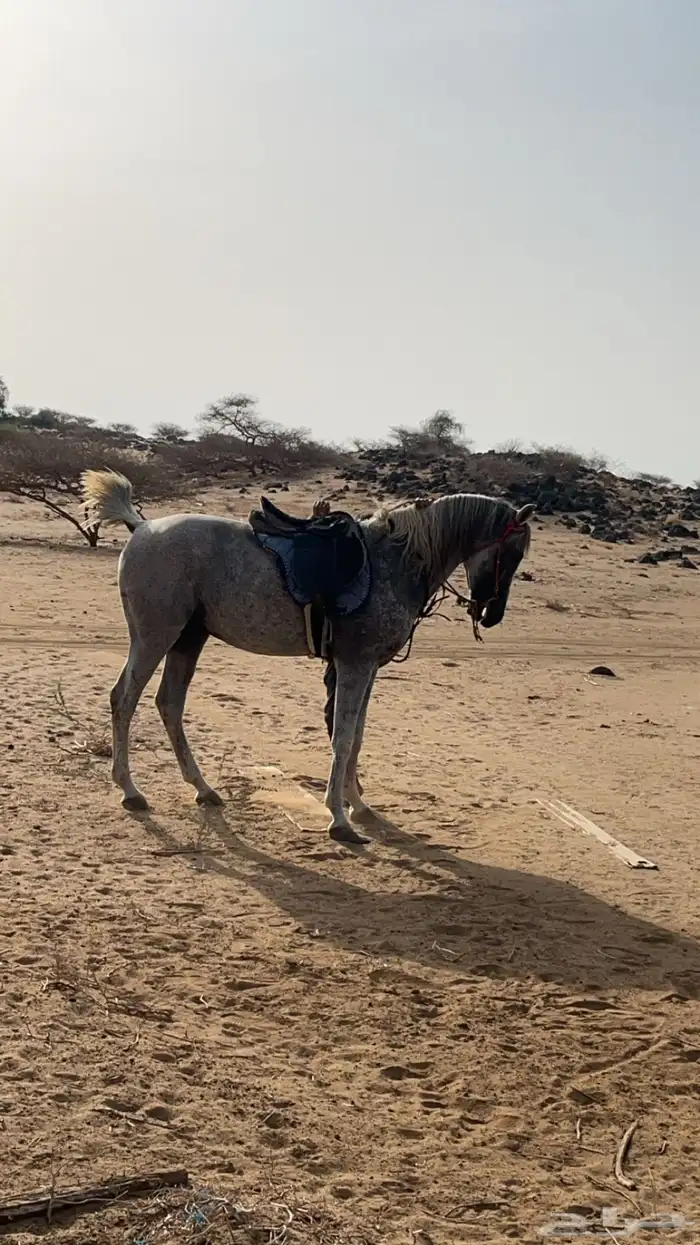تم البيع 3