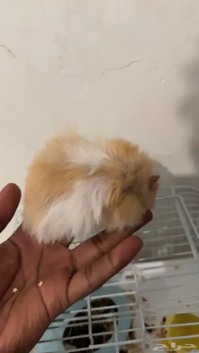 هامستر عمره شهرين 3