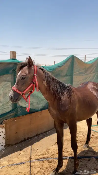 مهر 3