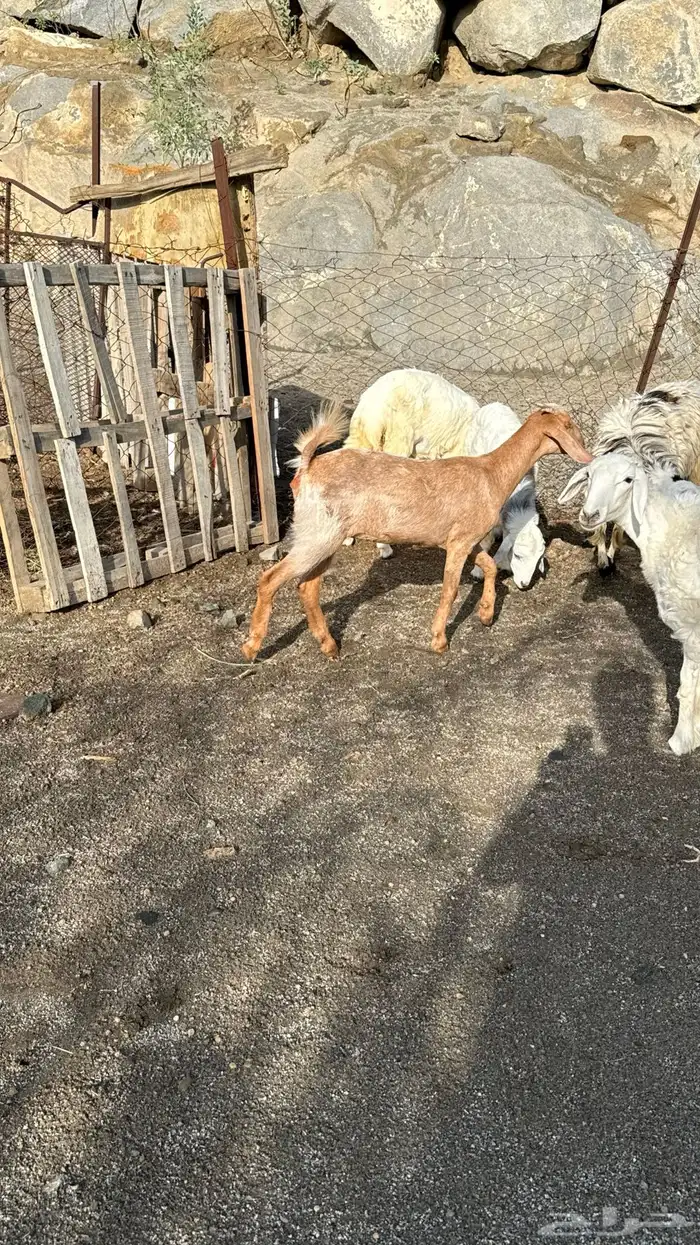 عناق سمين 0