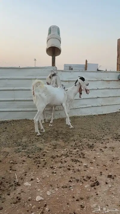 ماعز مشاريك 4
