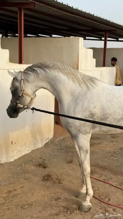 حصان فحل فاخر للبيع 1