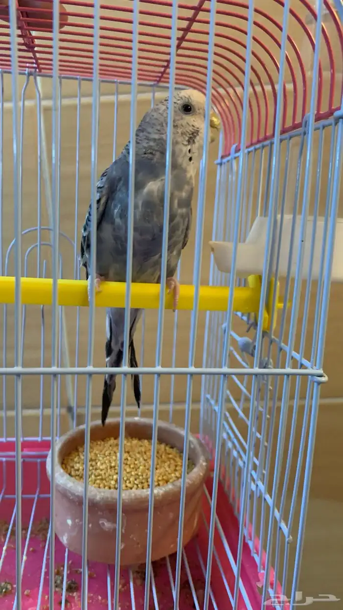 انتثى طير حب منتجه للبيع 2