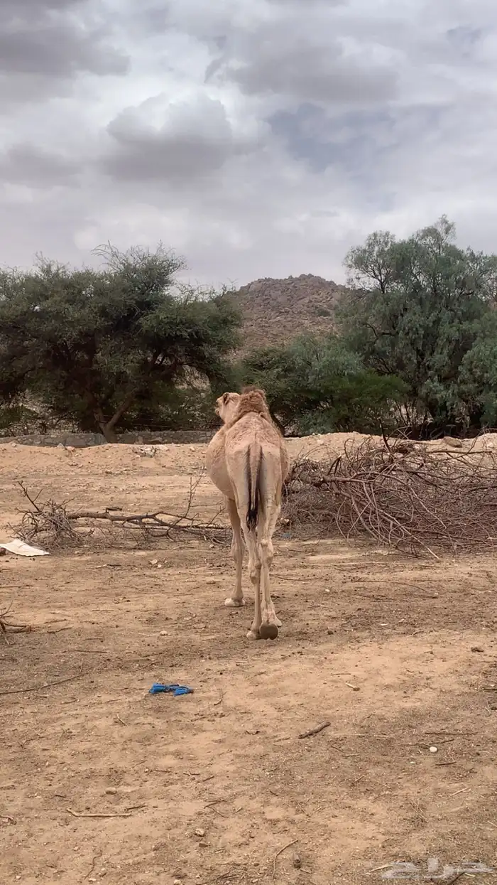 حاشي مرباء 0