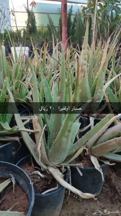 نجيل طببعي واشجار زينه وفاكهه 5