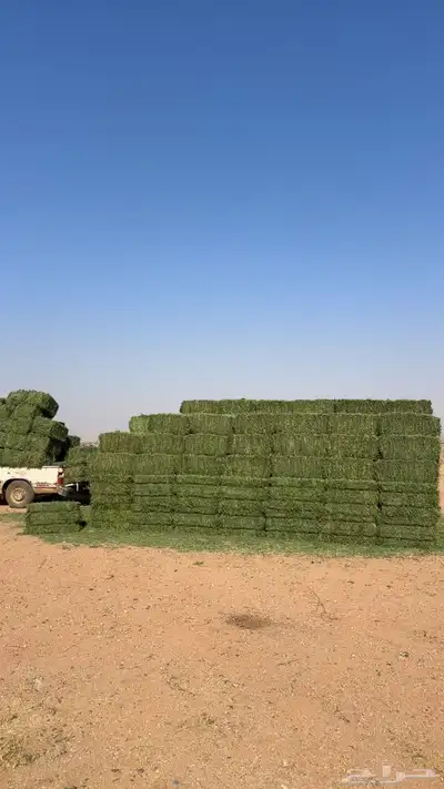 برسيم صافي ورق عود ناعم شرط شد 75 يزود   وينقص قليل جدا 0