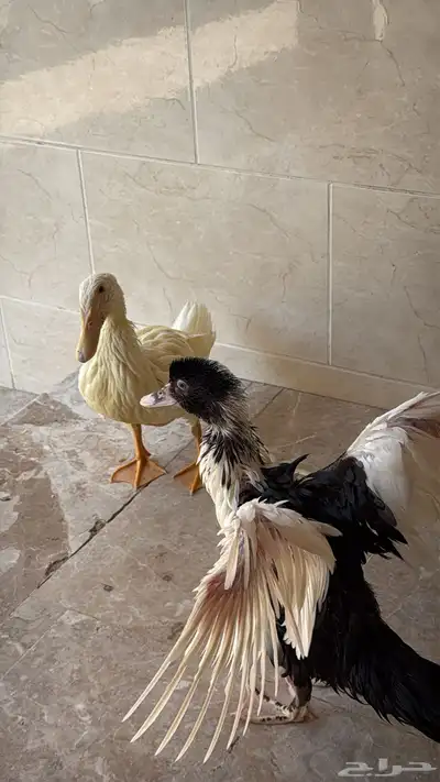 بطه بكيني و مصري 0