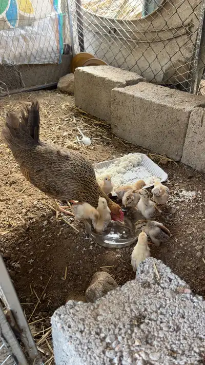 دجاجة مفرخه 3