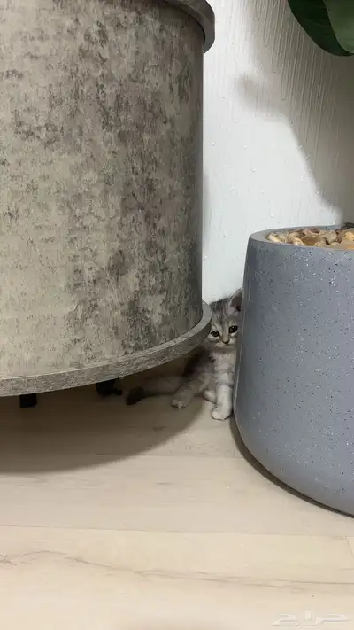 قط شيرازي كتن. 2