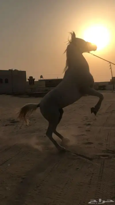 السلام عليكم اعرض لكم حصان واهو 3