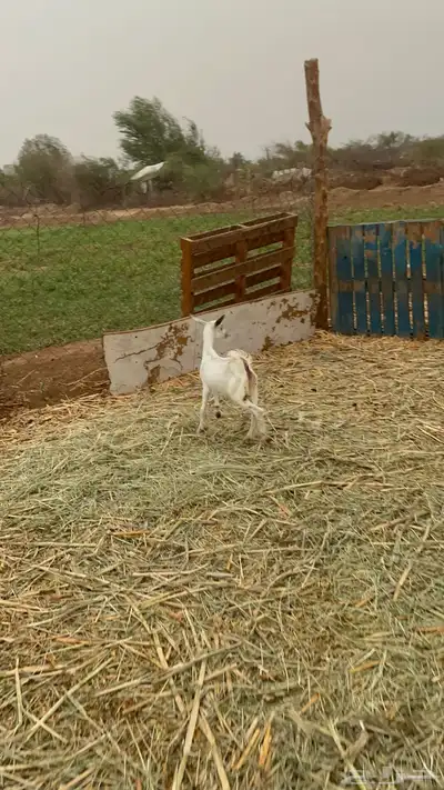 عناق مذكره تربيه 5