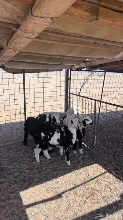 للبيع 6 طليان مشاريك 4 خرفان و 2 رخال عمر ثلاث اشهر 1