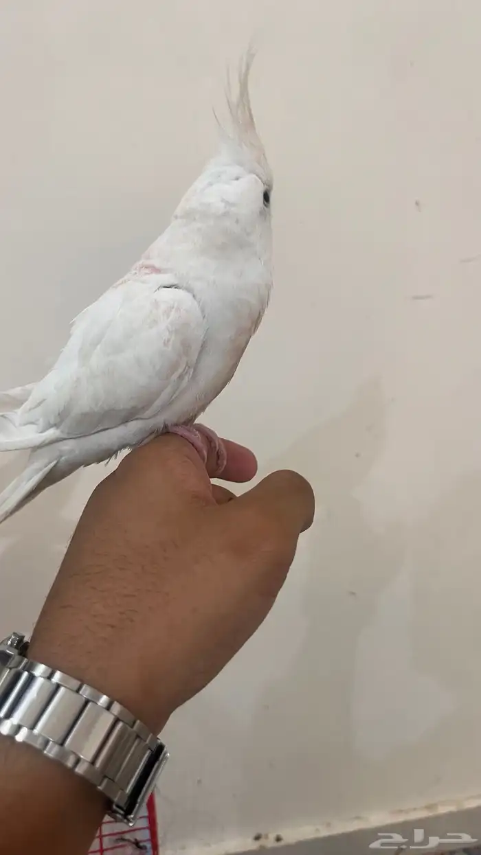 كوكتيل البينو 3