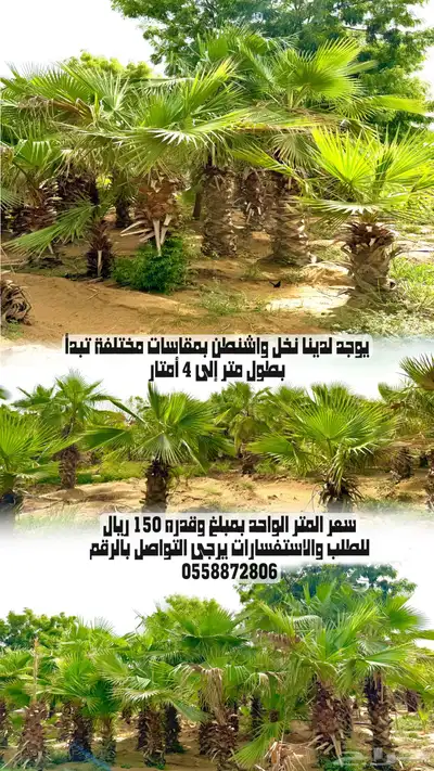 نخل واشنطن حسب الطلب 0
