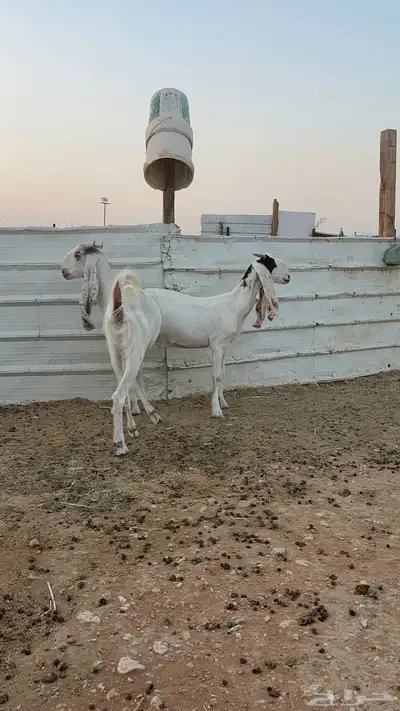 ماعز مشاريك 2