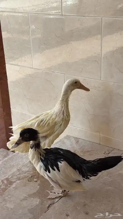 بطه بكيني و مصري 1