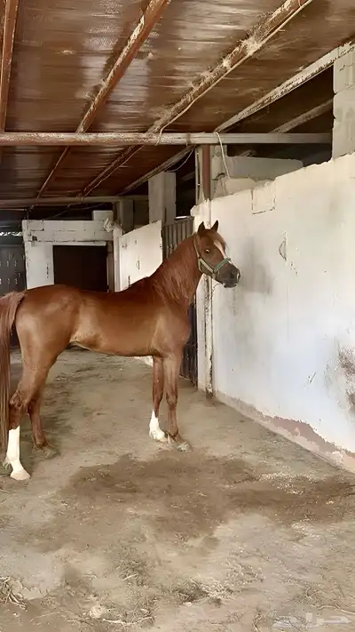 مهر شعبي 4