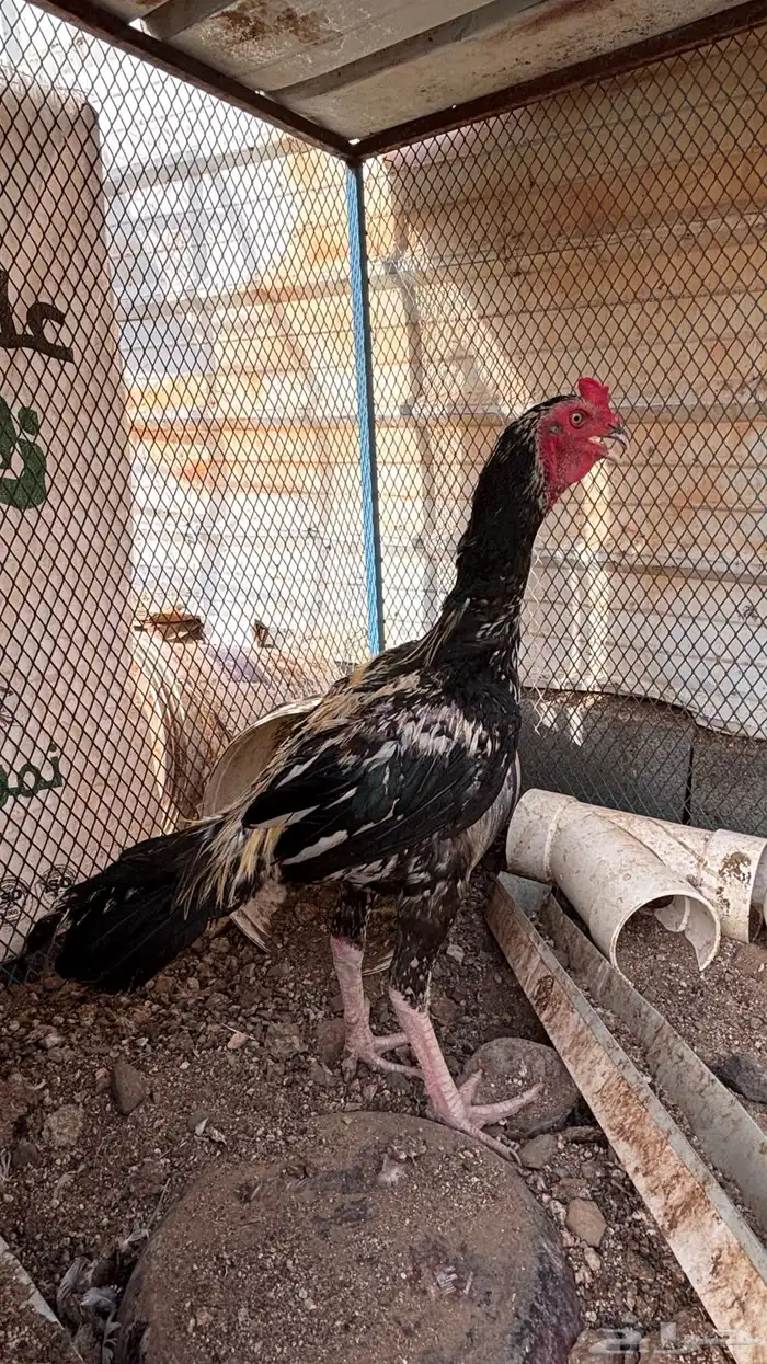 ديك سندي فاخر 1