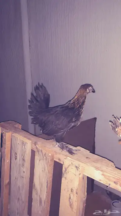 دجاج مهجن براهمه 0