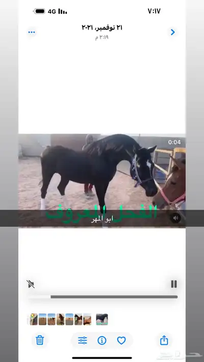 مهر عربي شعبي 2