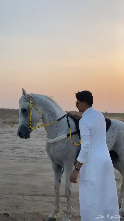 حصان شعبي شيخ 2