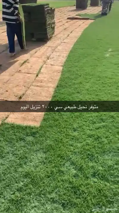 نجيل طببعي واشجار زينه وفاكهه 16