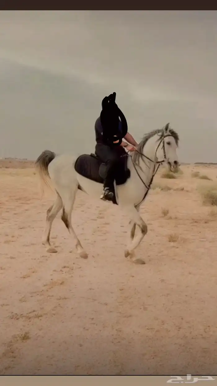 حصان لبيع عمره 4 0