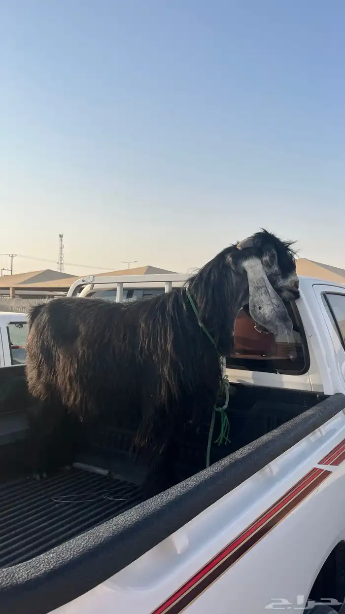 تم البيع 0